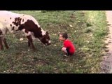 Ha Ha Little Boy Vs Cow - Funny Whatsapp Video | WhatsApp Video Funny | Funny Fails | Viral Video