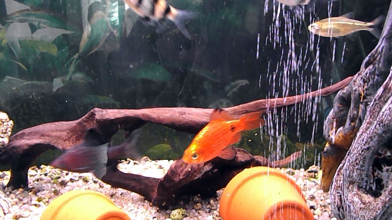 poisson barbus