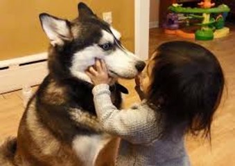 Baby with dog playing together - Super Funny animal Videos -Compilation 2016