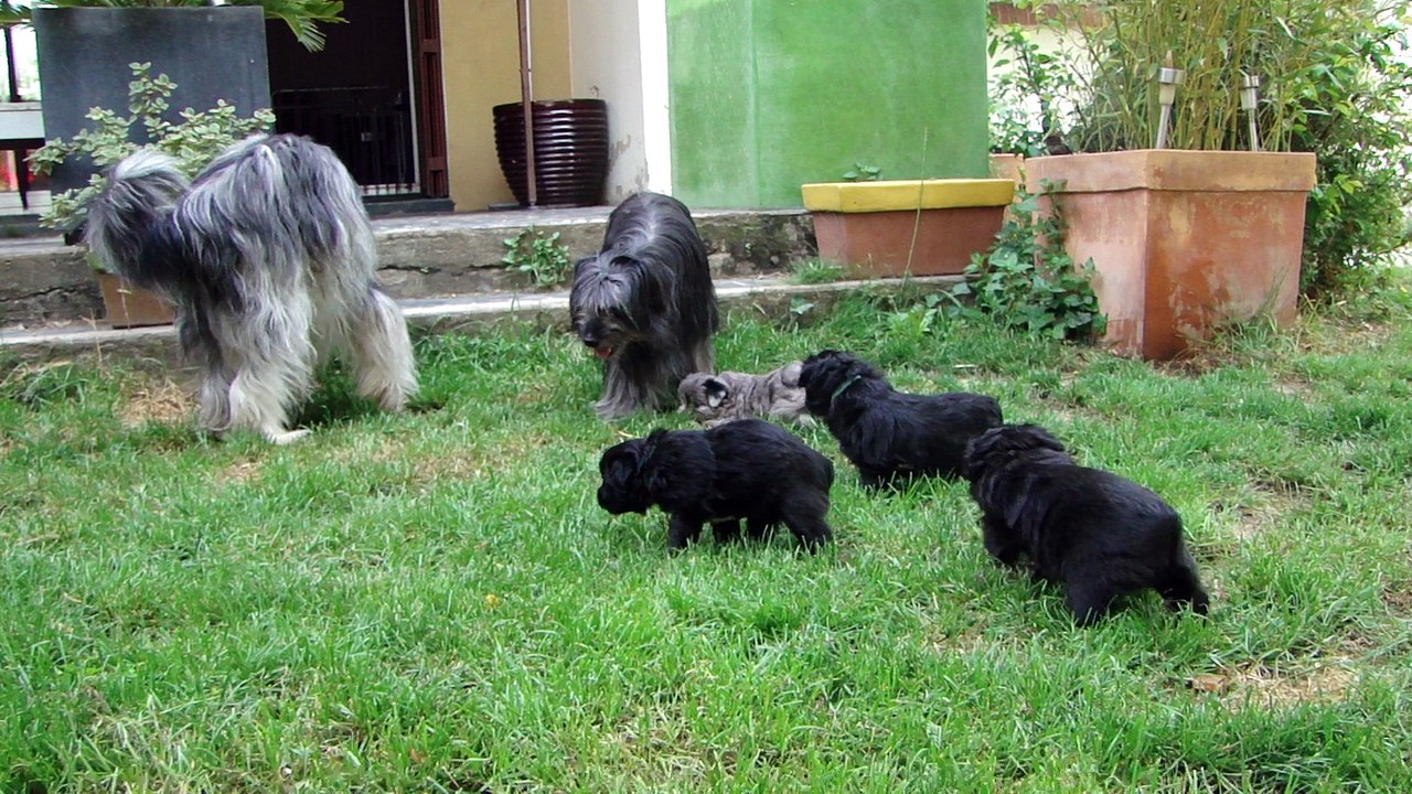 Les Terres du Kerala /  Elevage de Berger des Pyrénées