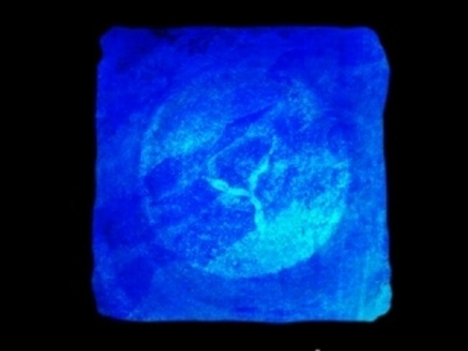 poissons bleus du désert