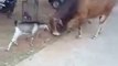 Funny Brave Goat Fighting With Cow - Amazing Video - Funny Whatsapp Video 2016 | WhatsApp Video Funny 2016 | Funny Fails 2016 | Viral Video