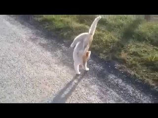 Cat Walking on Two Front Legs - Funny Whatsapp Video 2016 | WhatsApp Video Funny 2016 | Funny Fails 2016 | Viral Video