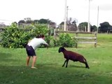 Ha Ha Angry Goat Vs Fat Lady-Funny Whatsapp Video 2016 | WhatsApp Video Funny 2016 | Funny Fails 2016 | Viral Video