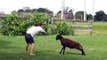 Ha Ha Angry Goat Vs Fat Lady-Funny Whatsapp Video 2016 | WhatsApp Video Funny 2016 | Funny Fails 2016 | Viral Video