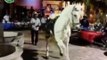 Amazing Horse Dance-Funny Whatsapp Video 2016 | WhatsApp Video Funny 2016 | Funny Fails 2016 | Viral Video