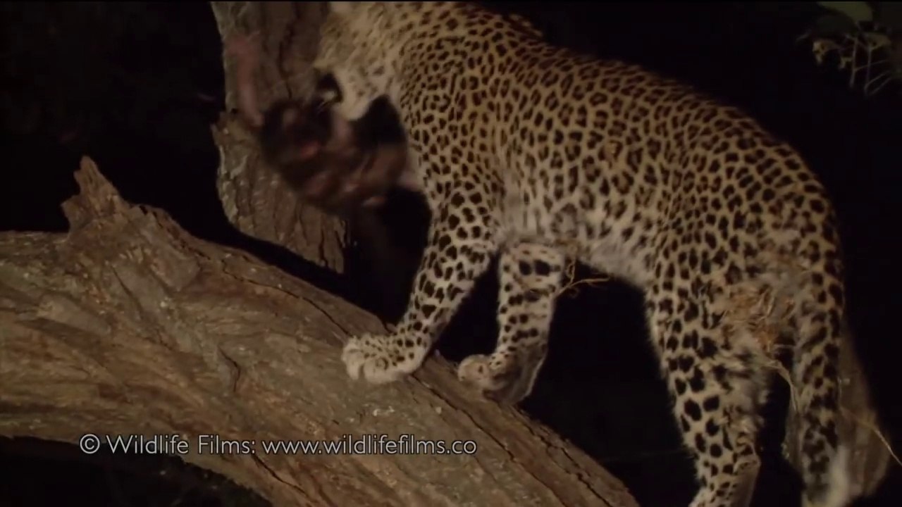 Un Bebe Singe Abandonne Eleve Par Un Leopard Video Dailymotion