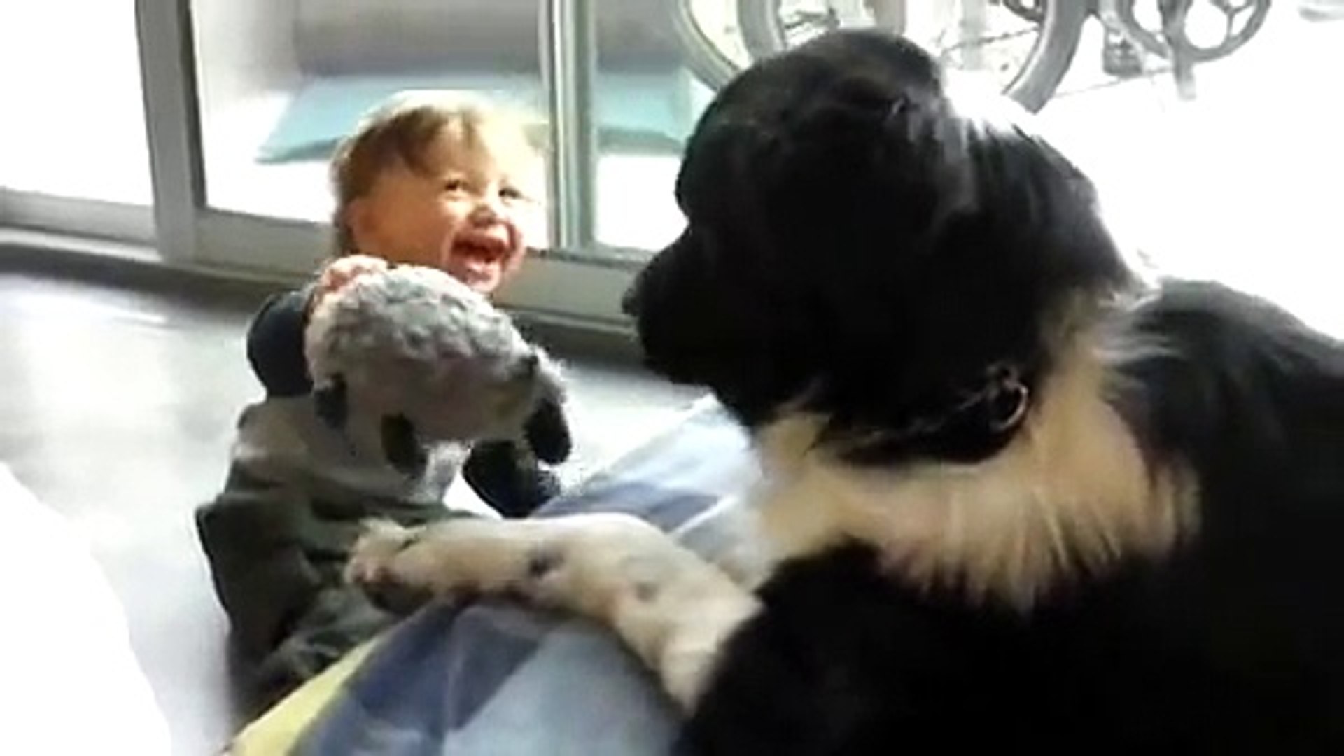 Ce Bebe Rigole Sans S Arreter En Jouant Avec Un Enorme Chien Video Dailymotion