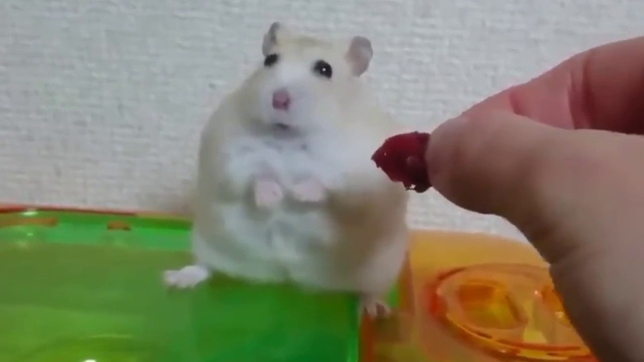 Ce hamster se fige en mangeant hahaha