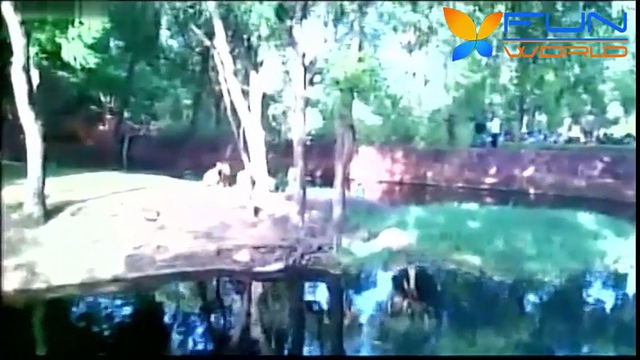 Drunk Man Jumps Into Lion's Enclosure In Hyderabad Safely Rescued By Zoo Authorities