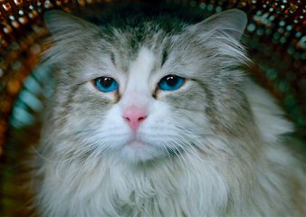 Nine Lives with Jennifer Garner - Official New Trailer