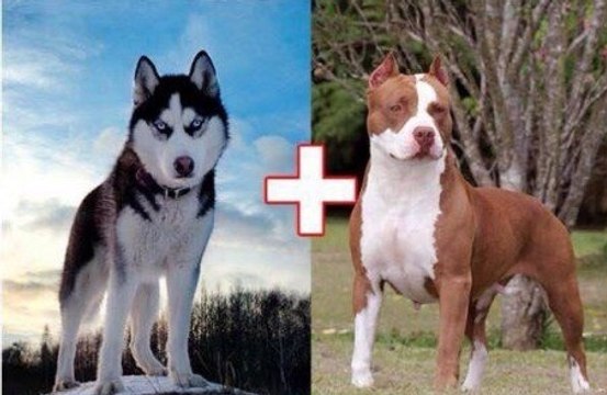 10 croisements de chiens qui donnent naissance à des animaux hors du commun