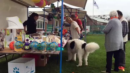 Dag van de Hond: natte neuzen in het zonnetje - RTV Noord