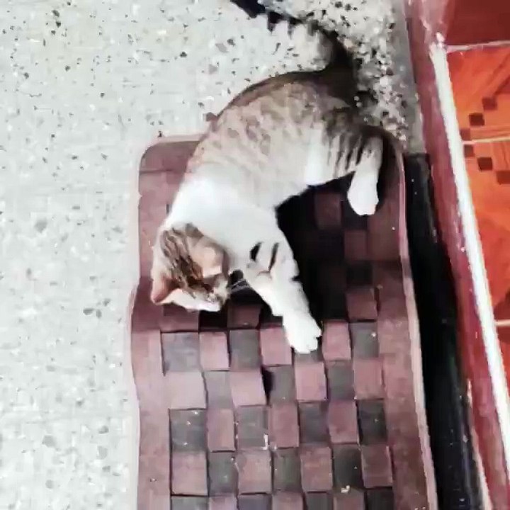 gato perezoso