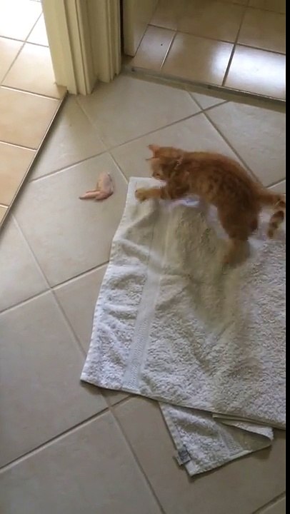 Kitten vs Chicken Wing