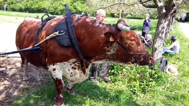 Attelage bovin, rencontres de bouviers 2016 partie 2