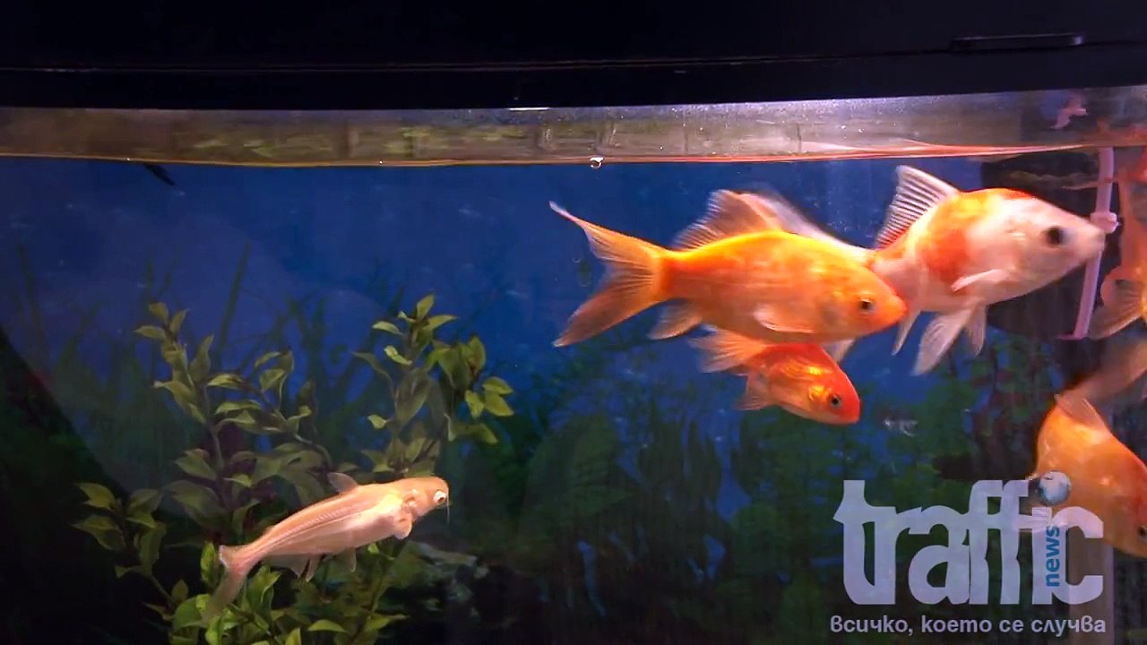 Зов за помощ! 29-годишната Тина Гачева от Пловдив се нуждае от трансплантация!