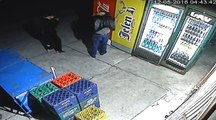 Este hombre intento romper una maquina de cerveza para robar y esta le cae arriba
