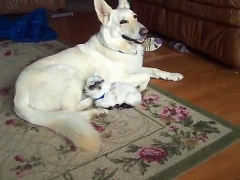 Questa Capretta Ha Un Disperato Bisogno Di Una Madre. Come Reagisce Il Cane? Da Vedere!
