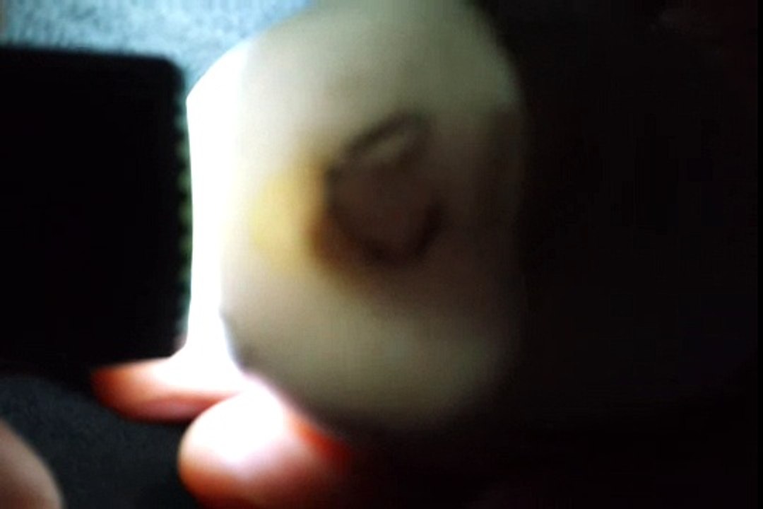 Pekin Duck Incubation Candling - Day 29!