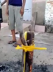 Bela vingança de uma lagartixa que matou 4 moscas...