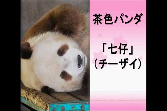 中国が茶色パンダ初公開 世界に１頭だけ 本当に可愛いと話題沸騰 Video Dailymotion