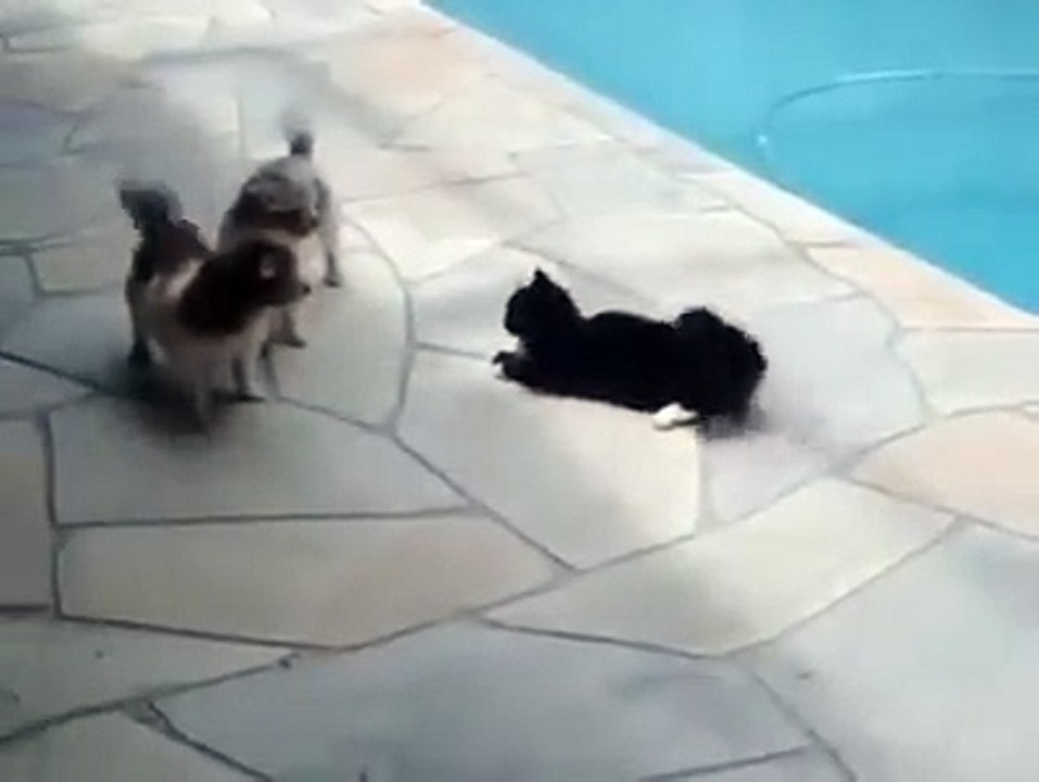 Mieux vaut ne pas embeter un chat