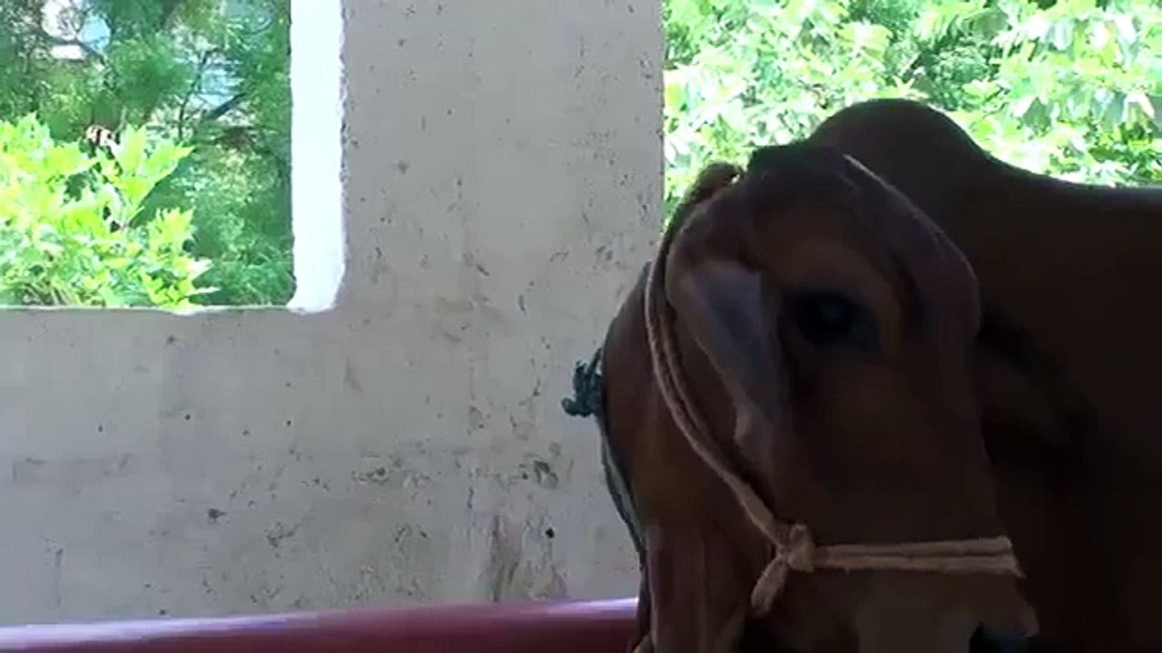 Kids drinking fresh milk from cow breast