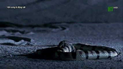 When angry animals attack humans - Funny Compilation (13)