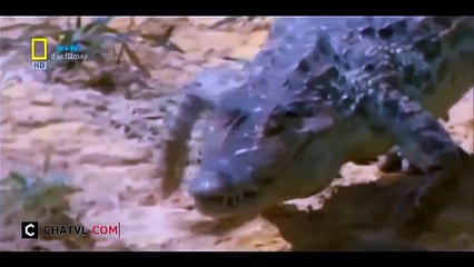 When angry animals attack humans - Funny Compilation (43)