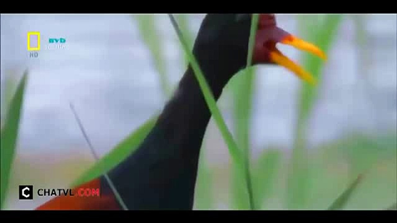 When angry animals attack humans - Funny Compilation (45)
