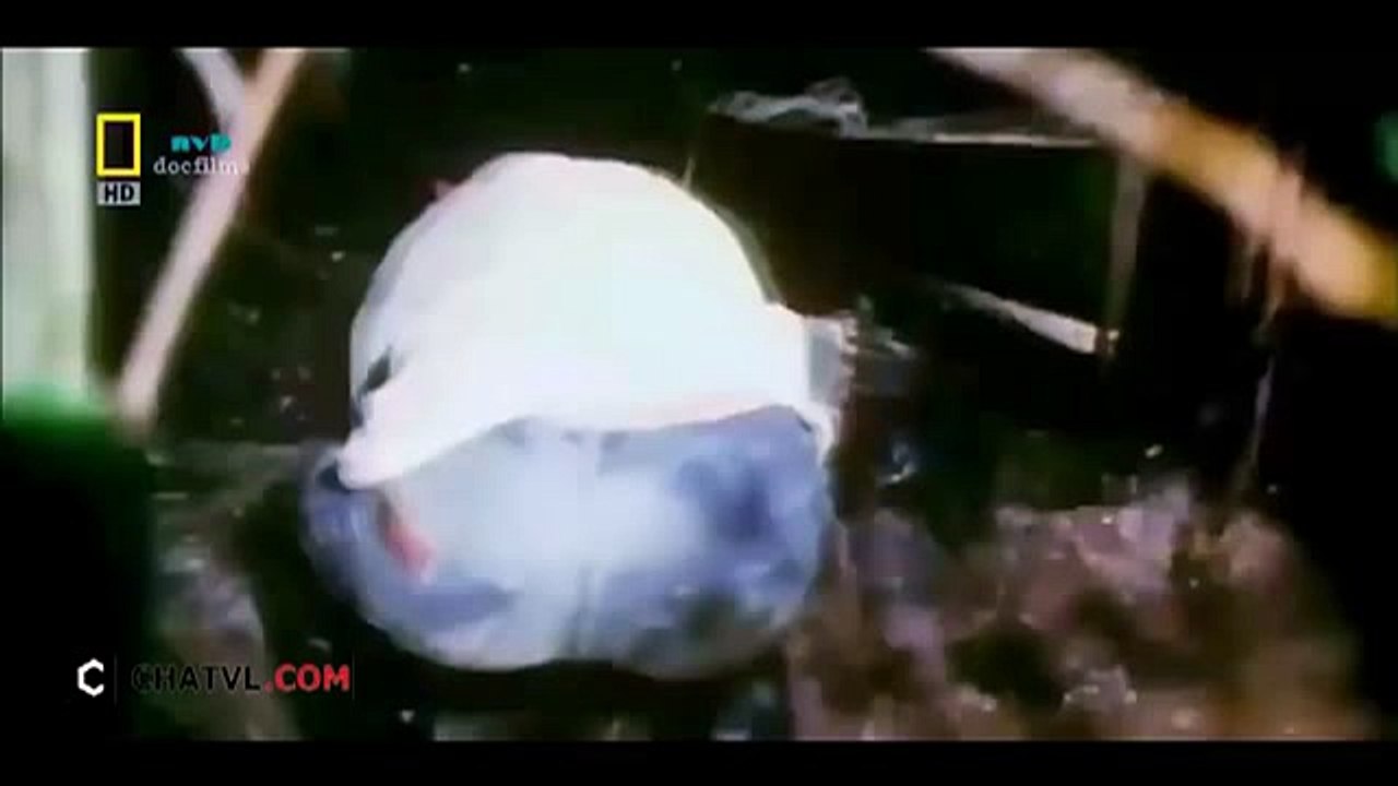 When angry animals attack humans - Funny Compilation (48)