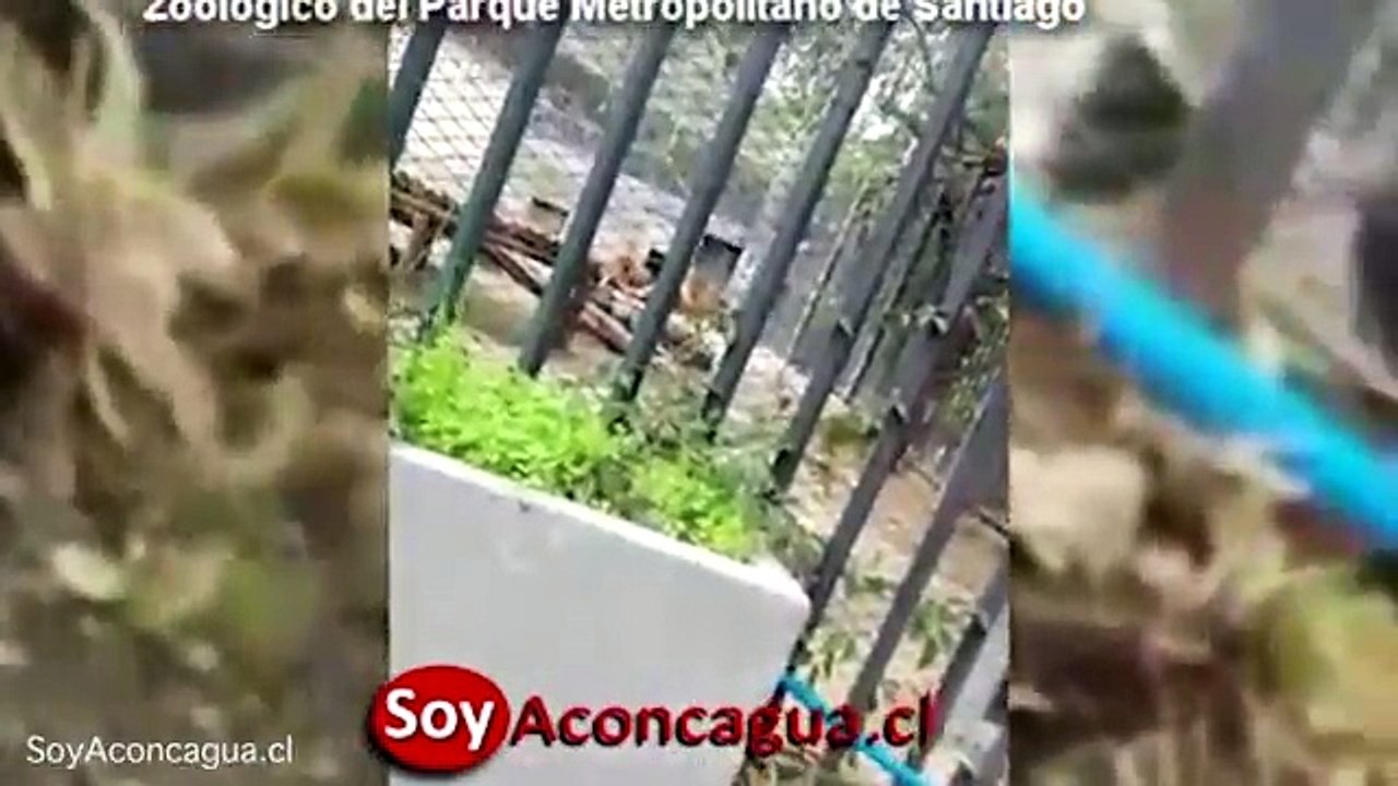 Santiago Zoo scene of suicide attempt after naked man jumps into lion cage