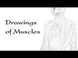 Drawings of Muscles