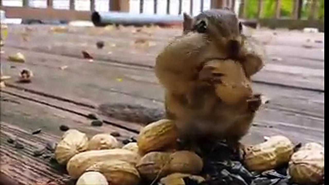욕심쟁이 다람쥐