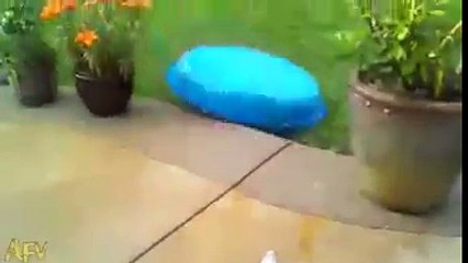 귀여운 강아지 모음