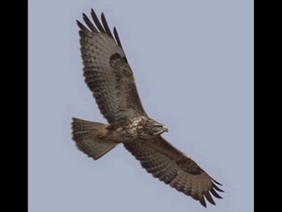 Etre un oiseau_0001