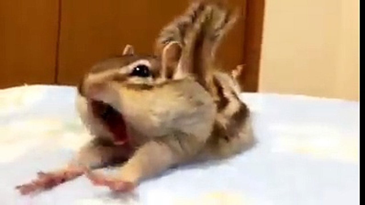 스파이 다람쥐