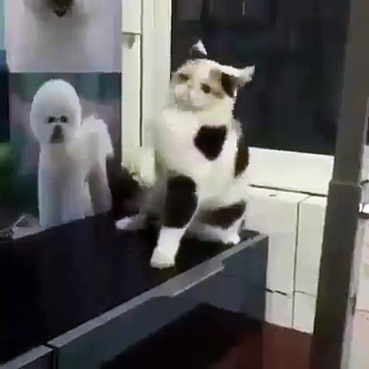 춤추는 고양이