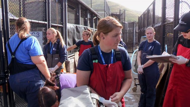 Marine center fights to save California seals and sea lions