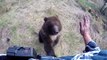 Un bébé ours Grizzly orphelin joue avec ce dresseur et apprend à vivre