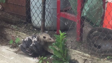 10 bébés Opossum accrochés sur le dos de leur maman qui se balade