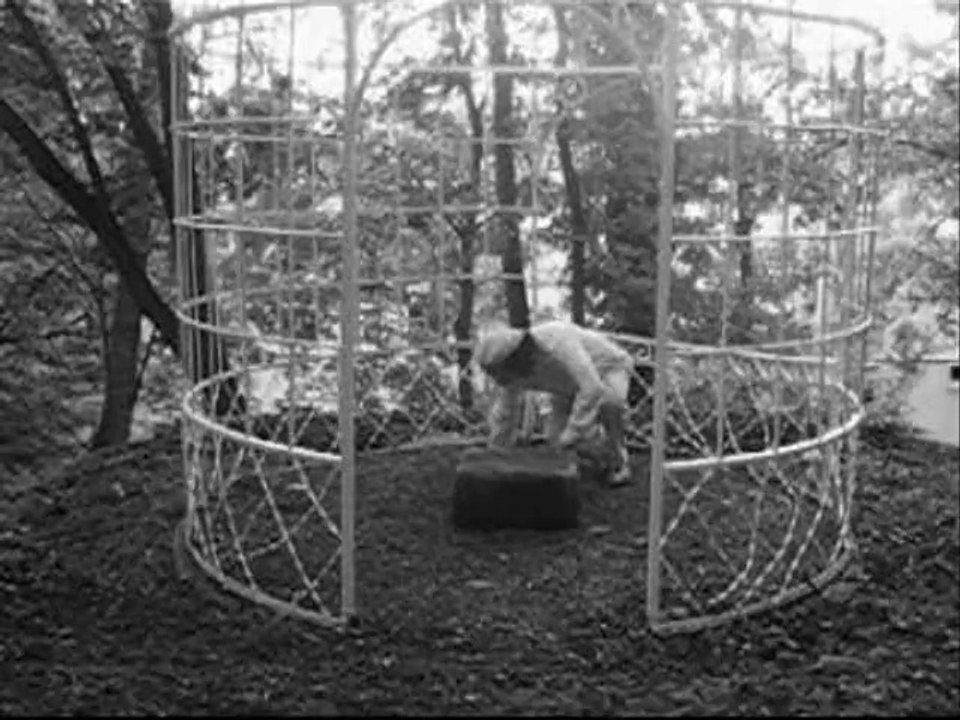Cage Story
