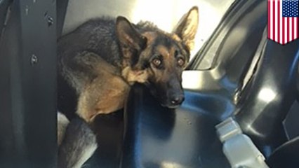 Dog survives five weeks on highway median after falling off pickup truck