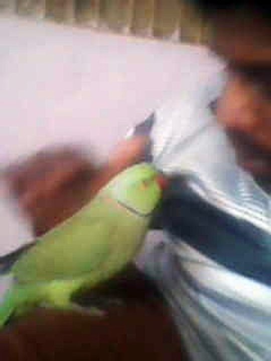 funny talking parrot