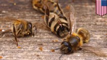 Are bees going extinct? American beekeepers report massive colony losses last summer
