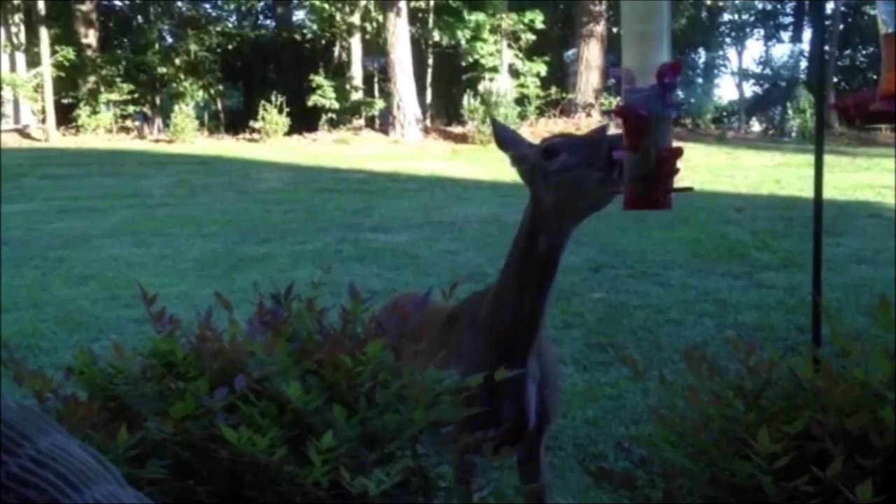 AFV Best Backyard Funny Animals Compilation