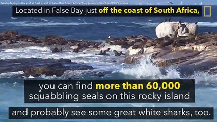 Islands Ruled by Animals