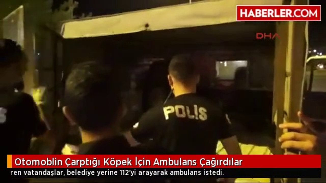 Otomoblin Çarptığı Köpek İçin Ambulans Çağırdılar