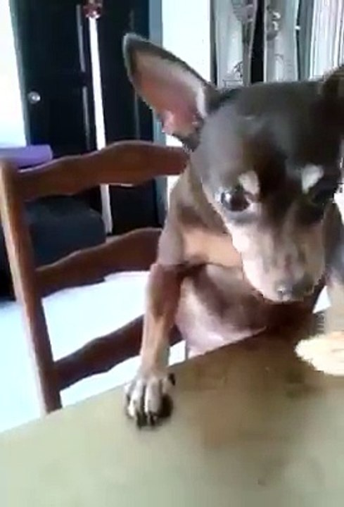 Anjing Ini Nurut Banget Sama Majikanya